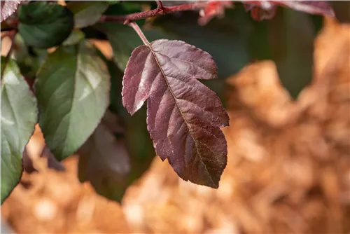 Zierapfel 'Scarlett' - Malus 'Scarlett'