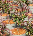 Zierapfel 'Scarlett' - Malus 'Scarlett'