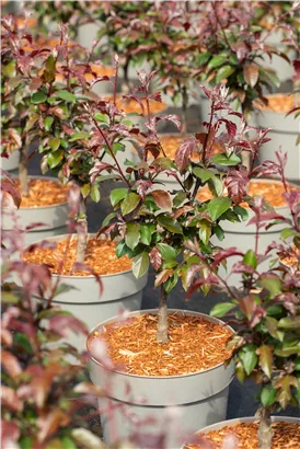 Zierapfel 'Scarlett' - Malus 'Scarlett'