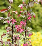 Zierapfel 'Scarlett' - Malus 'Scarlett'