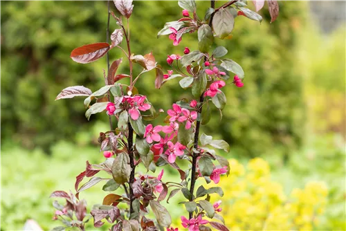 Zierapfel 'Scarlett' - Malus 'Scarlett'