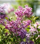 Ungarischer Flieder - Syringa josikaea