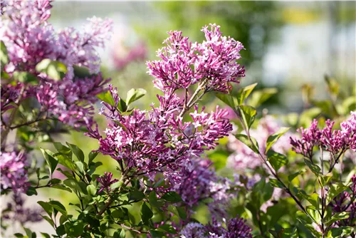 Ungarischer Flieder - Syringa josikaea