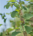 Felsenbirne 'Obelisk' - Amelanchier alnifolia 'Obelisk'