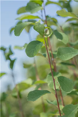 Felsenbirne 'Obelisk' - Amelanchier alnifolia 'Obelisk'