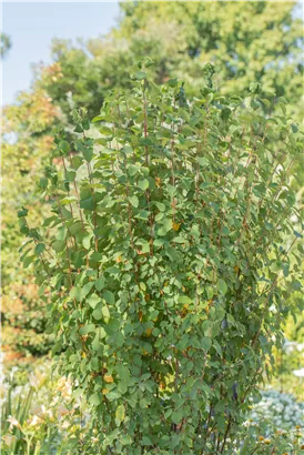 Felsenbirne 'Obelisk' - Amelanchier alnifolia 'Obelisk'