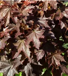 Roter Spitzahorn 'Crimson King' - Acer platanoides 'Crimson King'