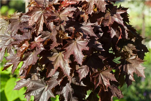 Roter Spitzahorn 'Crimson King' - Acer platanoides 'Crimson King'