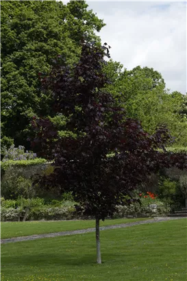 Roter Spitzahorn 'Crimson King' - Acer platanoides 'Crimson King'