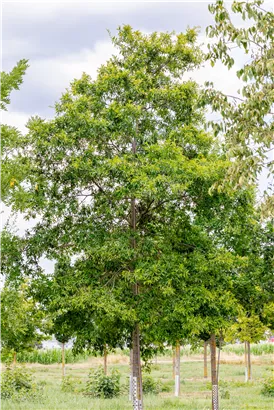 Weideneiche - Quercus phellos