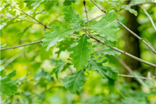 Flaumeiche - Quercus pubescens