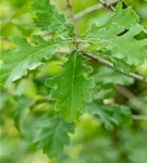 Flaumeiche - Quercus pubescens