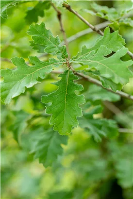 Flaumeiche - Quercus pubescens