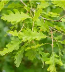 Flaumeiche - Quercus pubescens