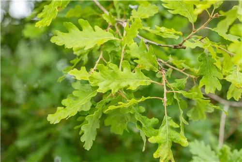 Flaumeiche - Quercus pubescens