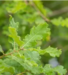 Flaumeiche - Quercus pubescens