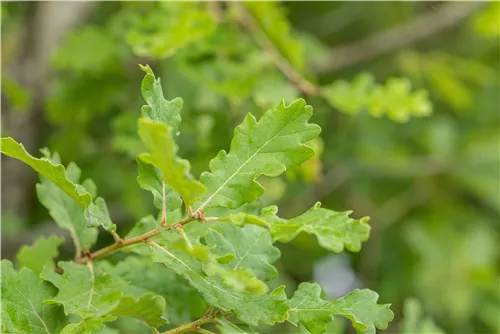 Flaumeiche - Quercus pubescens