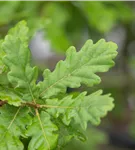 Flaumeiche - Quercus pubescens