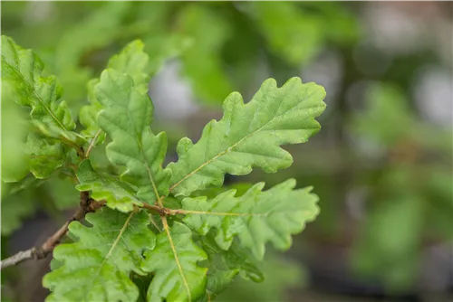 Flaumeiche - Quercus pubescens