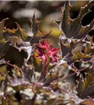 Spitzahorn 'Faassen´s Black' - Acer platanoides 'Faassen's Black'