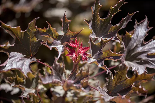 Spitzahorn 'Faassen´s Black' - Acer platanoides 'Faassen's Black'