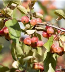 Scharlachapfel - Malus tschonoskii CAC