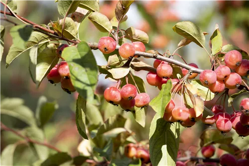 Scharlachapfel - Malus tschonoskii CAC