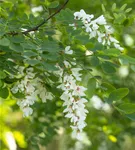 Scheinakazie - Robinia pseudoacacia