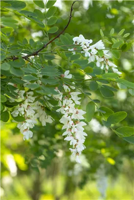 Scheinakazie - Robinia pseudoacacia