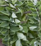 Scheinakazie - Robinia pseudoacacia