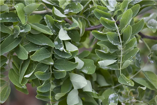 Scheinakazie - Robinia pseudoacacia