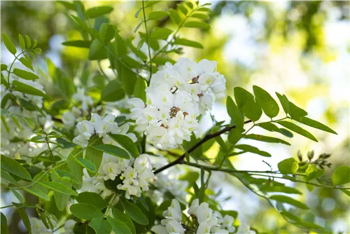 Scheinakazie - Robinia pseudoacacia