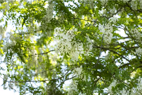 Scheinakazie - Robinia pseudoacacia