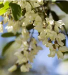 Scheinakazie - Robinia pseudoacacia