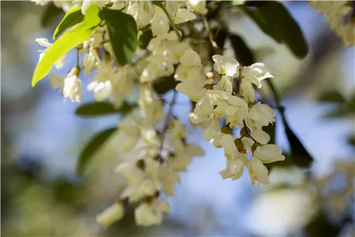 Scheinakazie - Robinia pseudoacacia