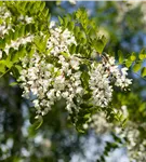 Scheinakazie - Robinia pseudoacacia