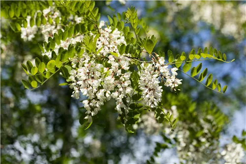 Scheinakazie - Robinia pseudoacacia