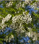 Scheinakazie - Robinia pseudoacacia