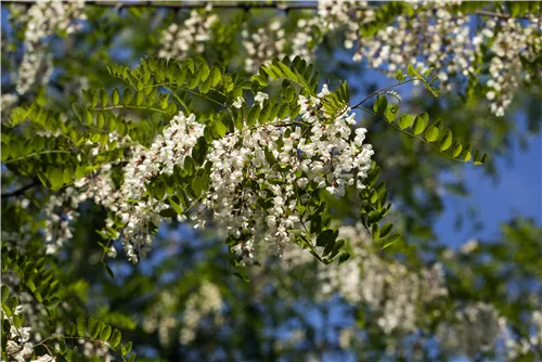 Scheinakazie - Robinia pseudoacacia