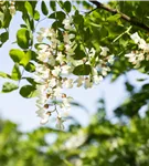 Scheinakazie - Robinia pseudoacacia