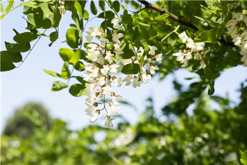 Scheinakazie - Robinia pseudoacacia