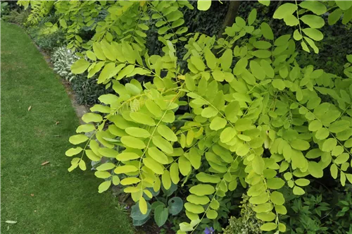 Scheinakazie - Robinia pseudoacacia