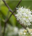 Wildkirschenbaum 'Amber Beauty' - Prunus maackii 'Amber Beauty' CAC