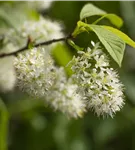 Wildkirschenbaum 'Amber Beauty' - Prunus maackii 'Amber Beauty' CAC