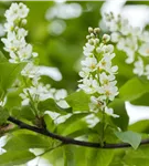 Traubenkirsche 'Schloss Tiefurt' - Prunus padus 'Schloss Tiefurt' CAC