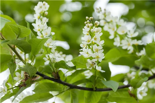 Traubenkirsche 'Schloss Tiefurt' - Prunus padus 'Schloss Tiefurt' CAC