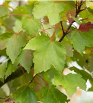 Schmalkroniger Rotahorn 'Armstrong' - Acer rubrum 'Armstrong'