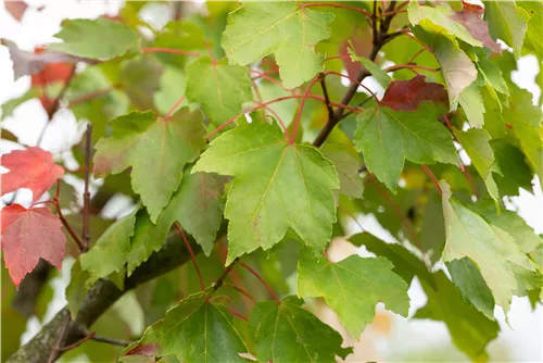 Schmalkroniger Rotahorn 'Armstrong' - Acer rubrum 'Armstrong'