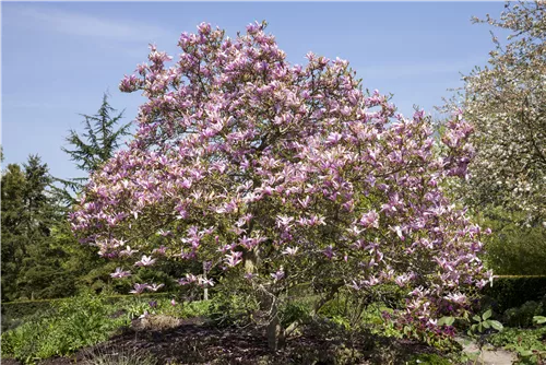 Großblumige Magnolie 'Galaxy' - Magnolia 'Galaxy' - Ziergehölze