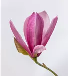 Großblumige Magnolie 'Galaxy' - Magnolia 'Galaxy' - Ziergehölze